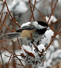 Chickadee eating a bayberry (Myrica pensylvanica) (Not the same as barberry!)