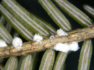 wooly adelgid