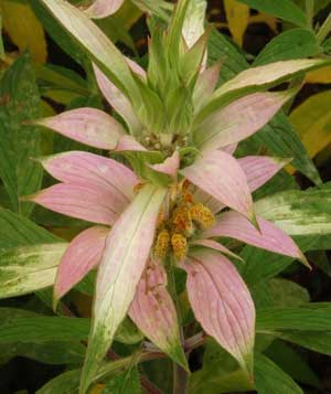 dotted horsemint