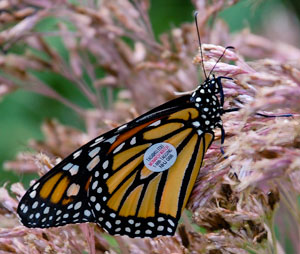 monarch tag