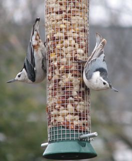 nuthatches