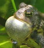 Toad singing