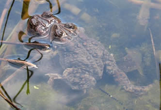 toads mating