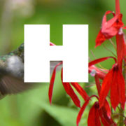 (c) Hgcny.org