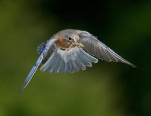 Bluebird with caterpillar