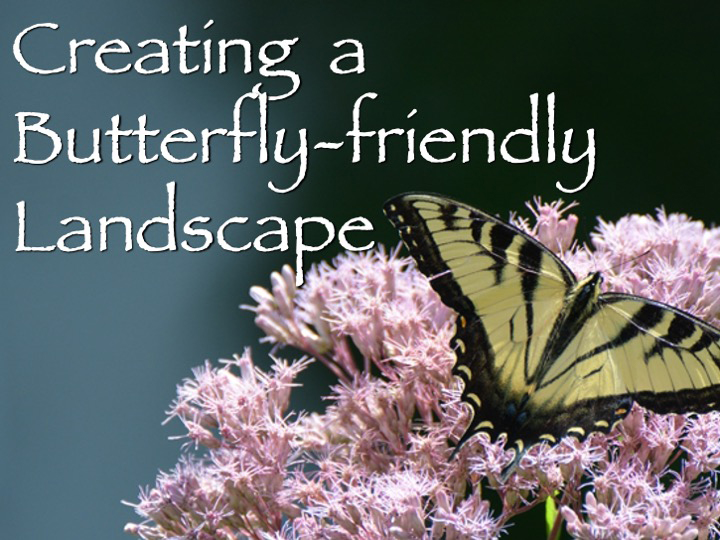Butterfly-friendly landscape