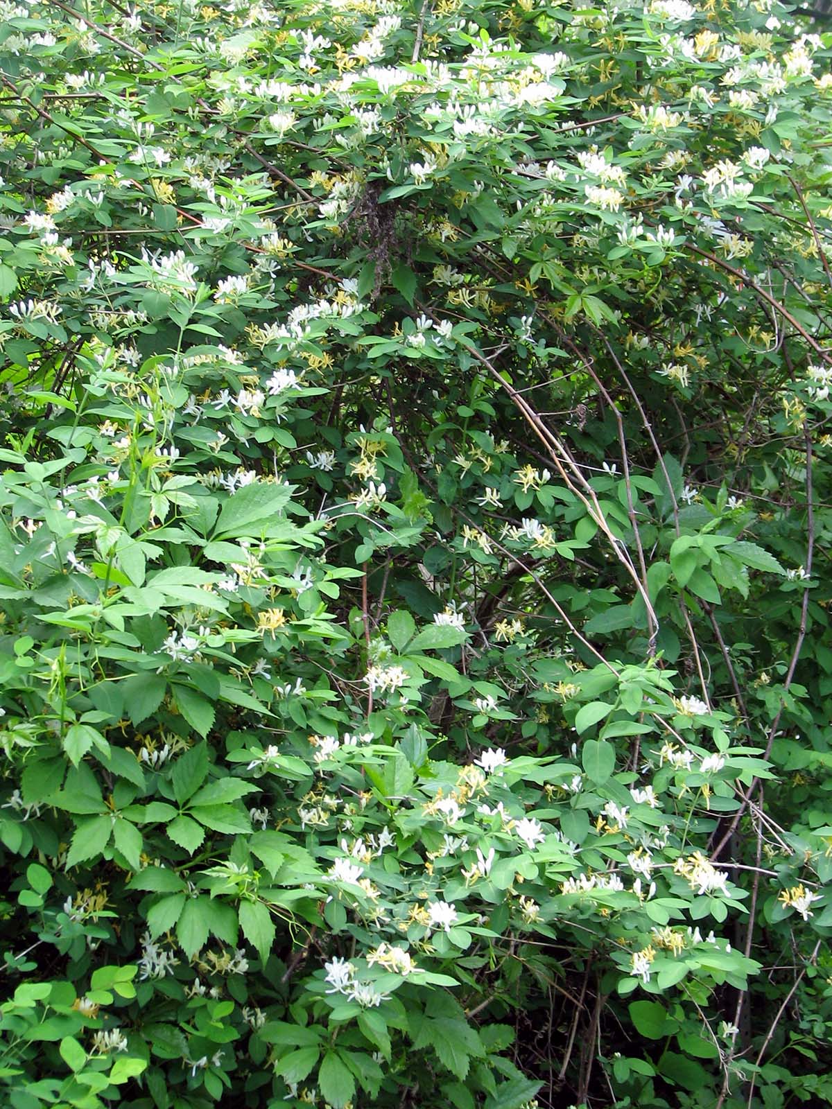 Non-native honeysuckle bush