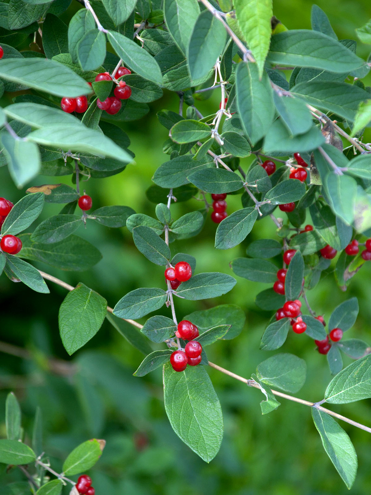 Non-native honeysuckle bush berries