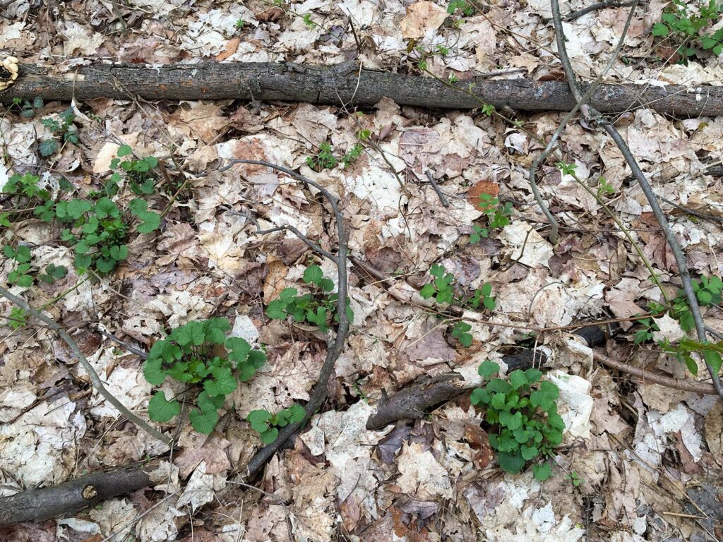 Garlic mustard coming up in the spring