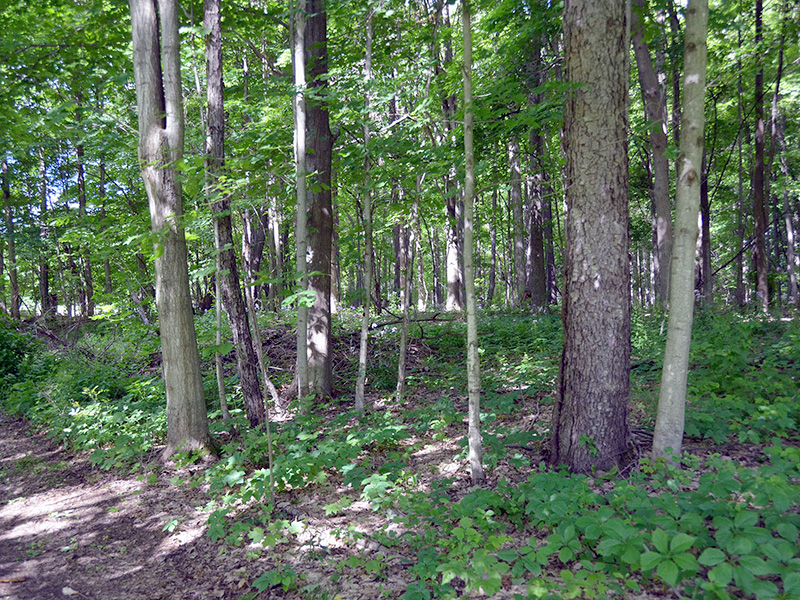Baltimore Woods forest