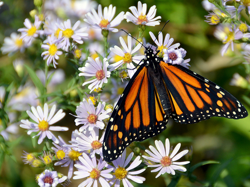 Monarch nectaring on aster