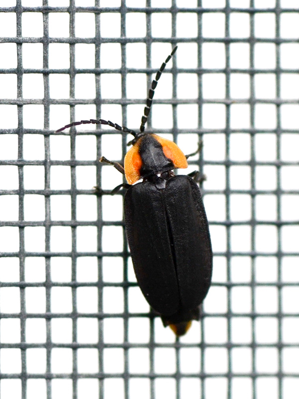 Firefly beetle on a screen