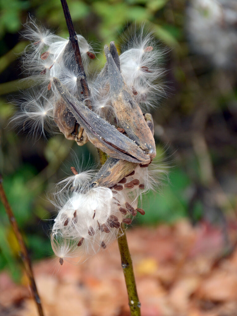 Swamp milkweed seeds