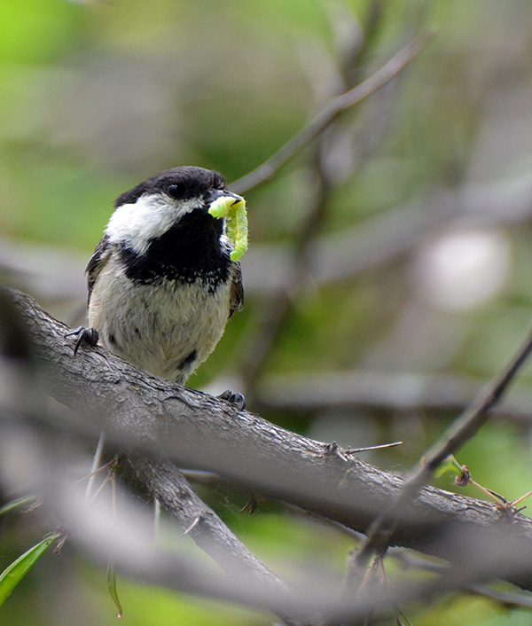Chickadee with caterpillar for babies